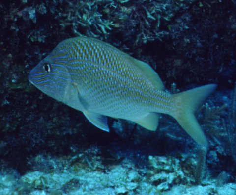 � Dr. Werner Steinert