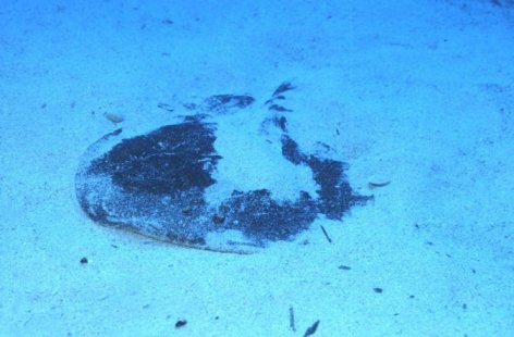 � Dr. Werner Steinert