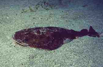 � Dr.Werner Steinert