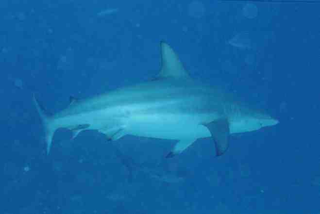 � Dr.Werner Steinert