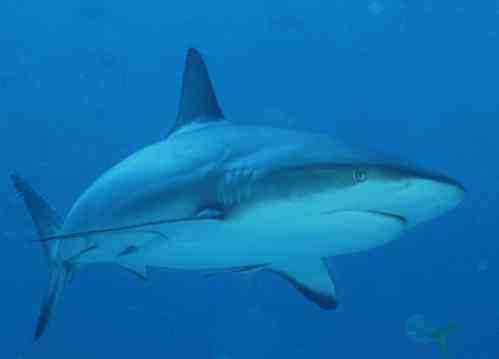 � Dr.Werner Steinert