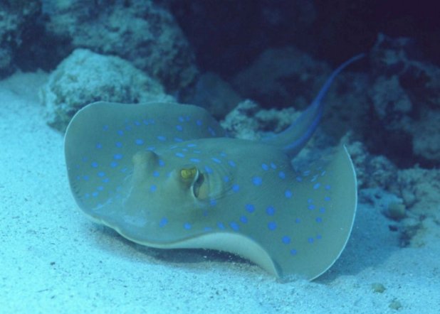 � Dr. Werner Steinert