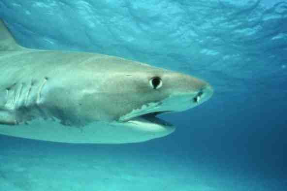 � Dr. Erich Ritter