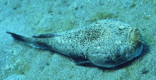 � Dr.Werner Steinert