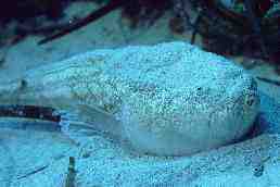 � Dr.Werner Steinert