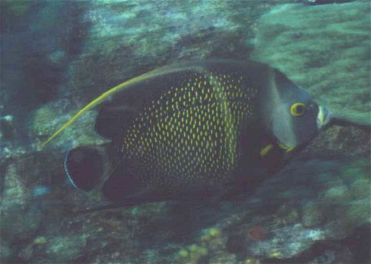 � Dr.Werner Steinert