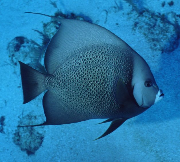 � Dr.Werner Steinert