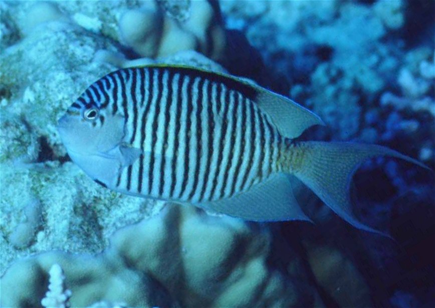 � Dr.Werner Steinert