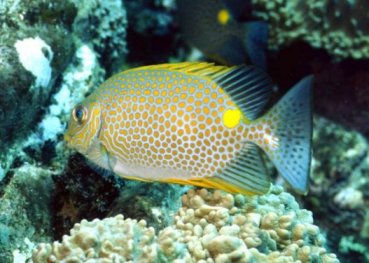 � Dr.Werner Steinert