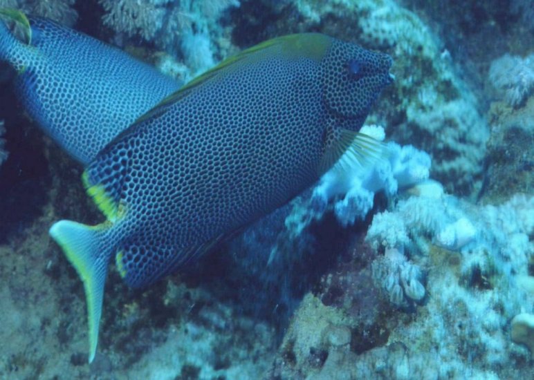 � Dr.Werner Steinert