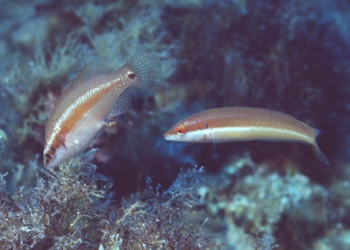 � Dr.Werner Steinert