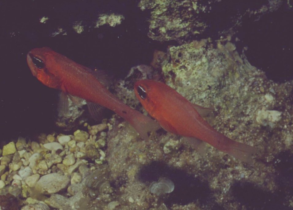 � Dr.Werner Steinert