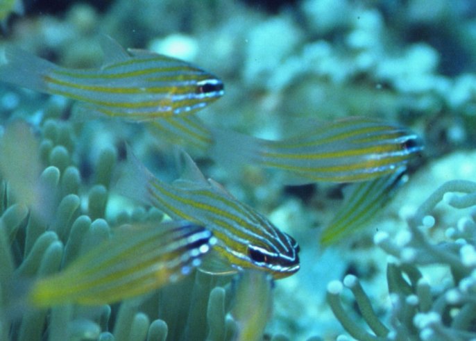 � Dr.Werner Steinert