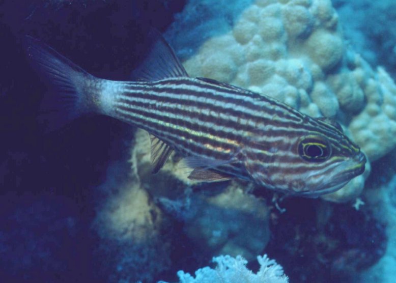 � Dr.Werner Steinert