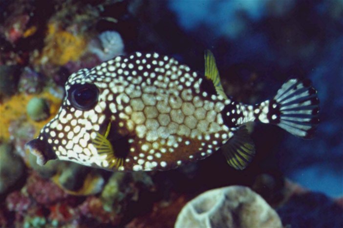 � Dr.Werner Steinert