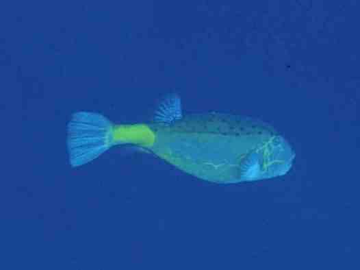 � Dr.Werner Steinert