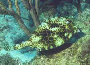 � Dr.Werner Steinert