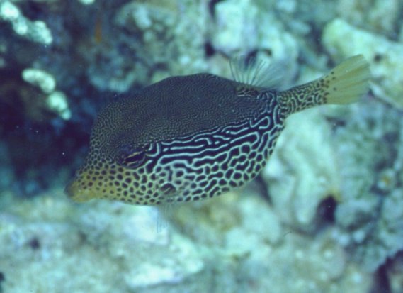 � Dr.Werner Steinert