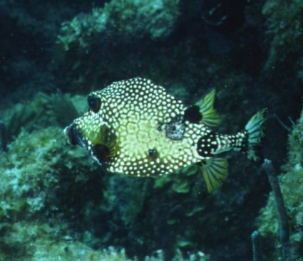 � Dr.Werner Steinert