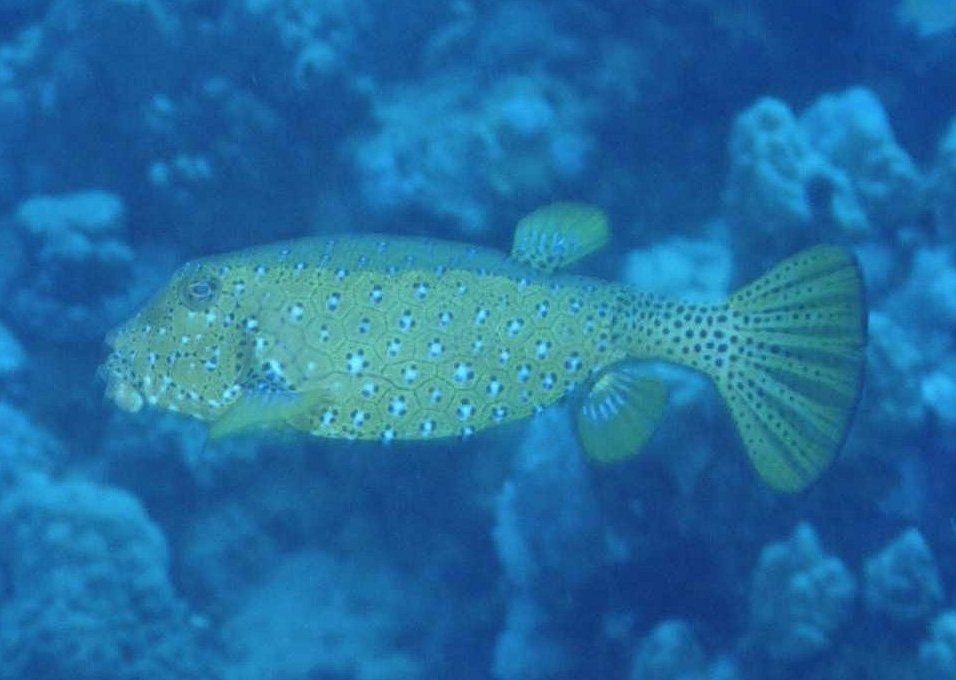 � Dr.Werner Steinert