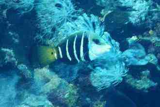 � Dr.Werner Steinert