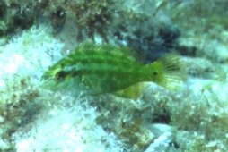 � Dr.Werner Steinert