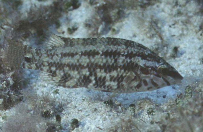 � Dr.Werner Steinert