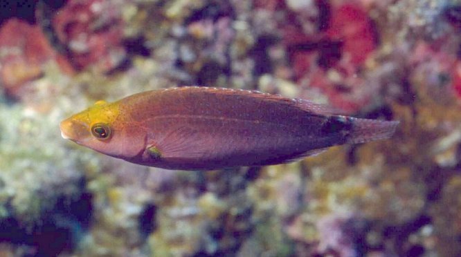 � Dr.Werner Steinert