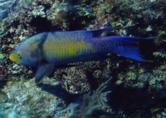 � Dr.Werner Steinert