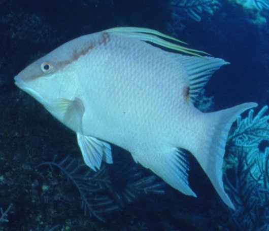 � Dr.Werner Steinert