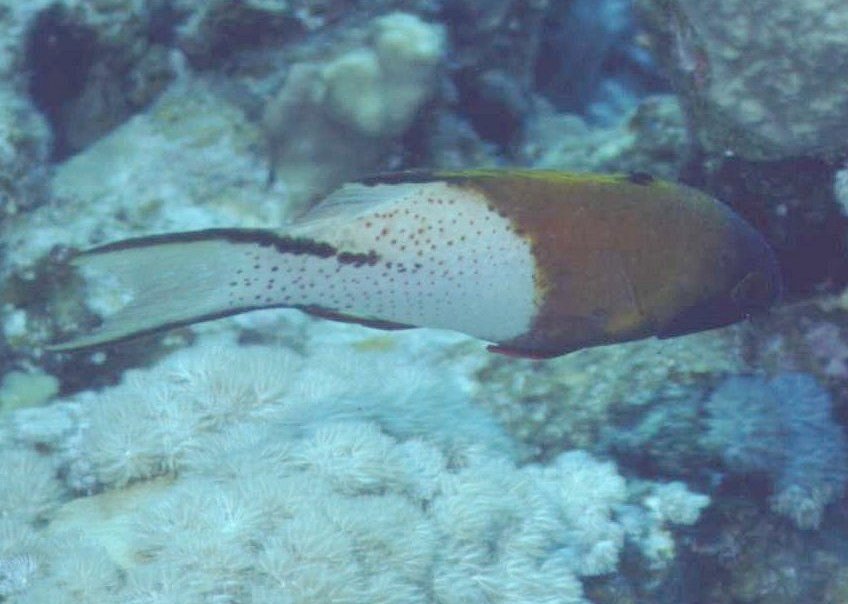 � Dr.Werner Steinert