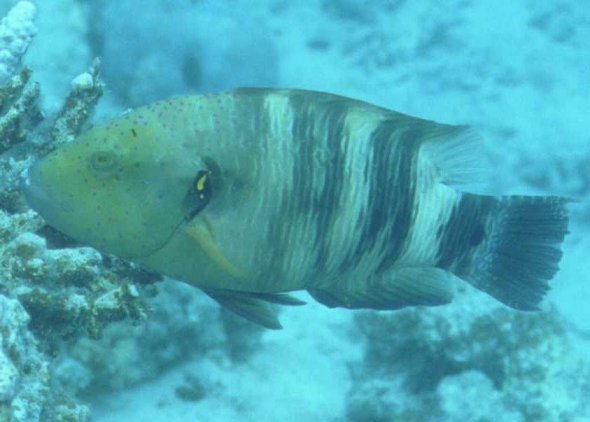 � Dr.Werner Steinert