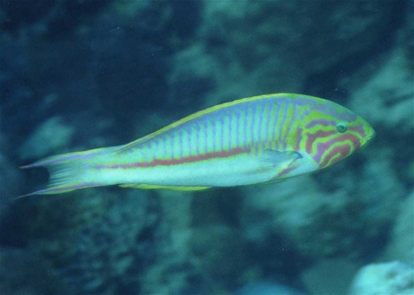 � Dr.Werner Steinert