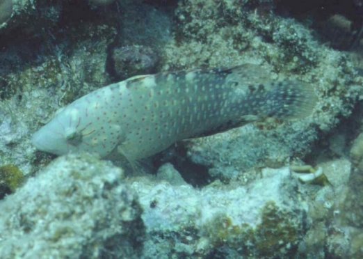 � Dr.Werner Steinert