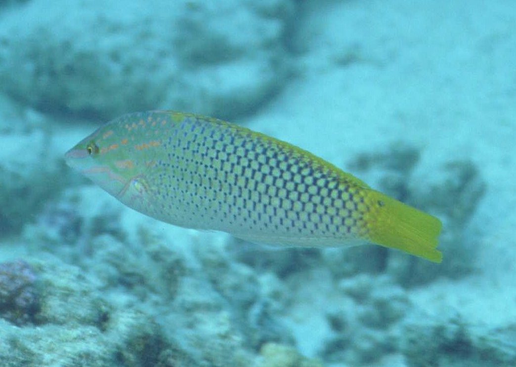 � Dr.Werner Steinert