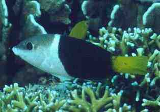 � Dr.Werner Steinert