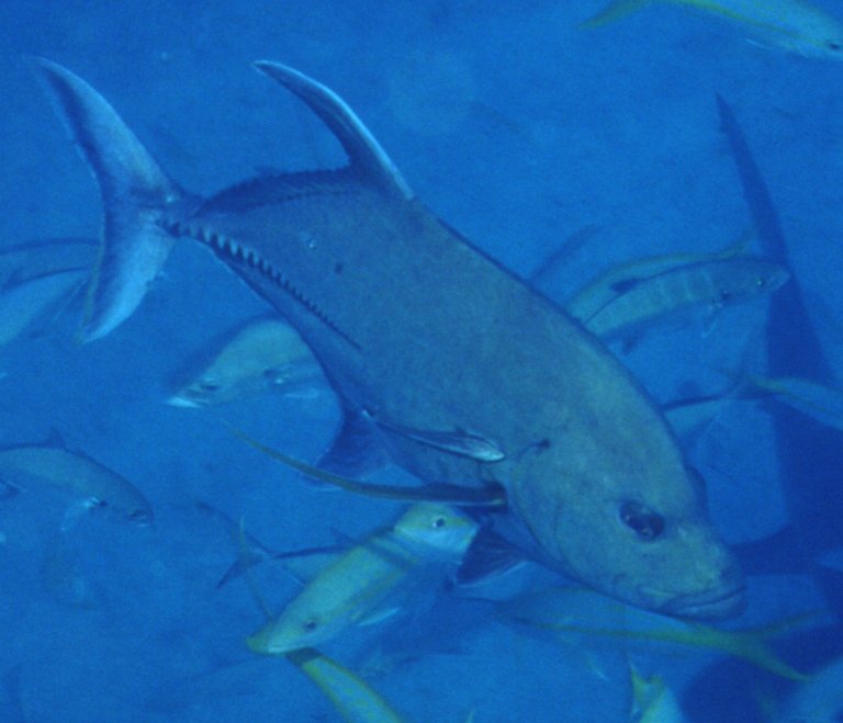 � Dr.Werner Steinert