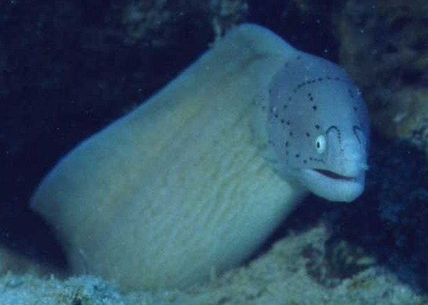 � Dr.Werner Steinert