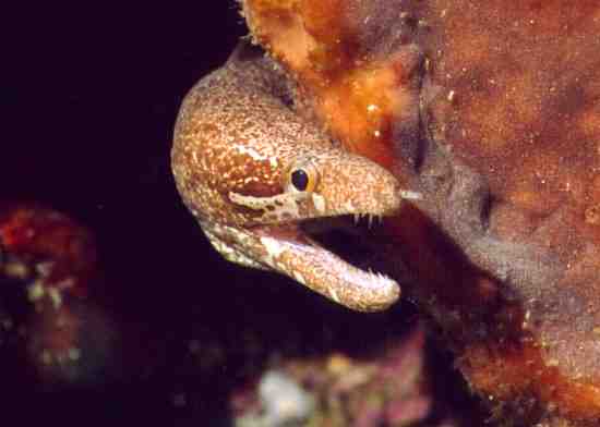 � Dr.Werner Steinert