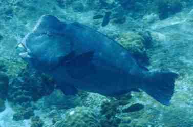 � Dr.Werner Steinert