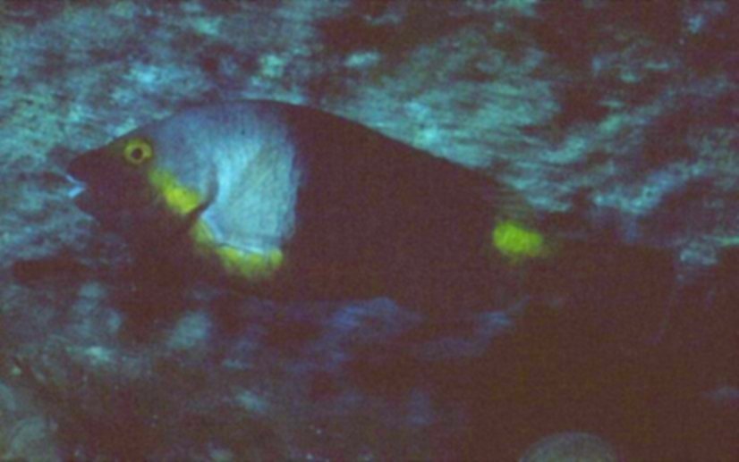 � Dr.Werner Steinert