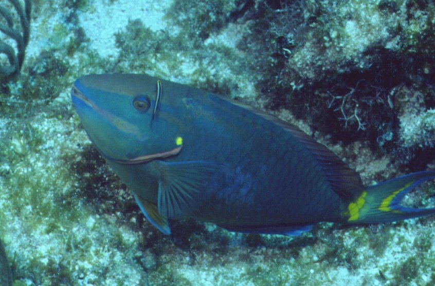 � Dr.Werner Steinert