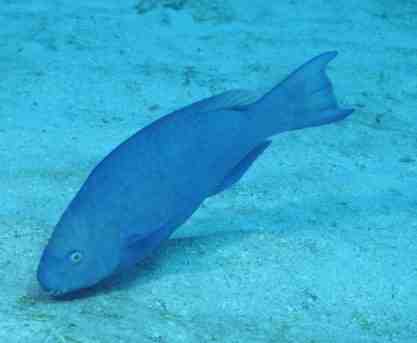 � Dr.Werner Steinert