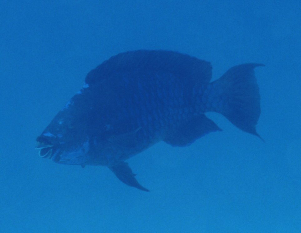 � Dr.Werner Steinert