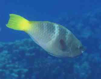 � Dr.Werner Steinert