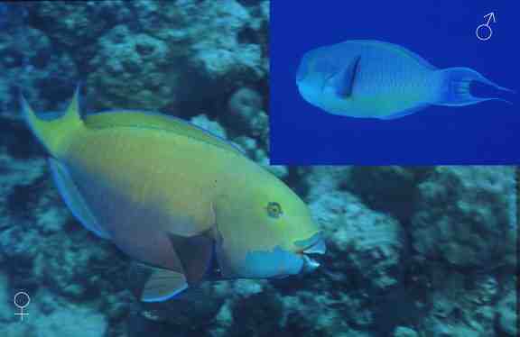 � Dr.Werner Steinert