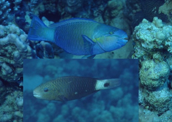 � Dr.Werner Steinert