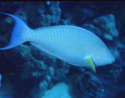 � Dr.Werner Steinert