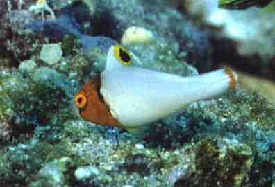 � Dr.Werner Steinert