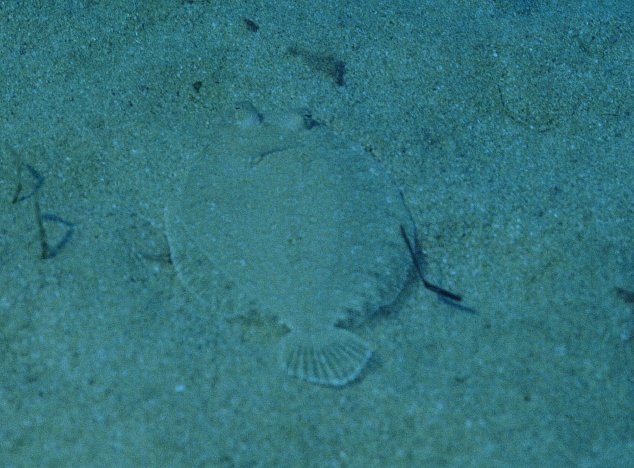 � Dr.Werner Steinert